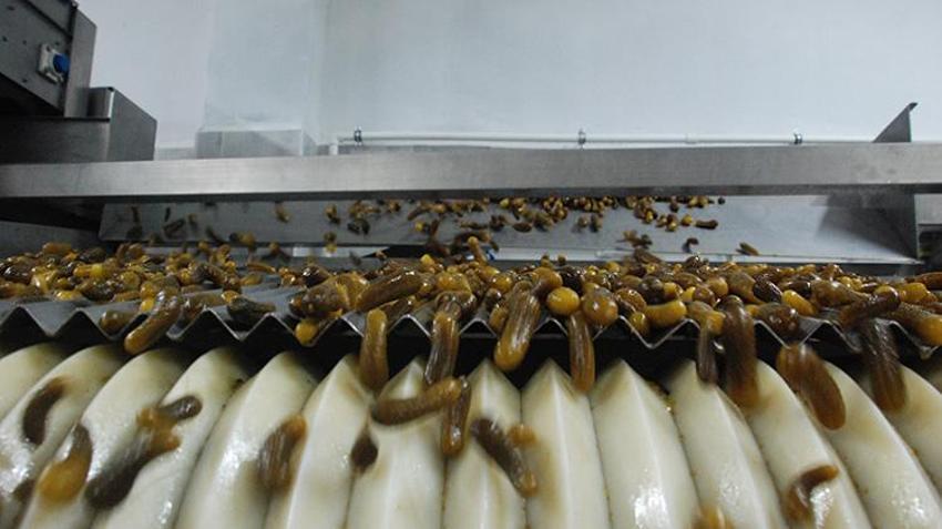 Toprağın bereketi sofralarda projesiyle fabrikalarda üretilen turşular yurt içinde pazarlanıyor