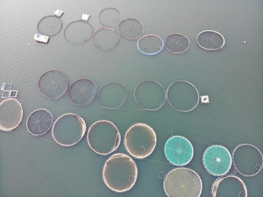 Denize kıyısı olmayan Gümüşhane'den 70 bin ton somon ihracatı