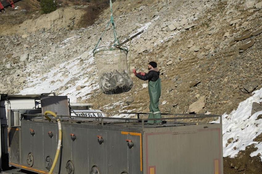 Denize kıyısı olmayan Gümüşhane'den 70 bin ton somon ihracatı