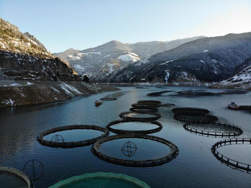 Denize kıyısı olmayan Gümüşhane'den 70 bin ton somon ihracatı