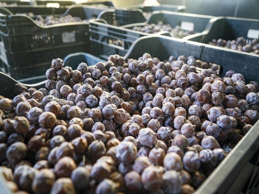 Yılda 1 milyon adet, 10 milyon Euro gelir! Antalyalı kadınların Noel Çelengi mesaisi başladı