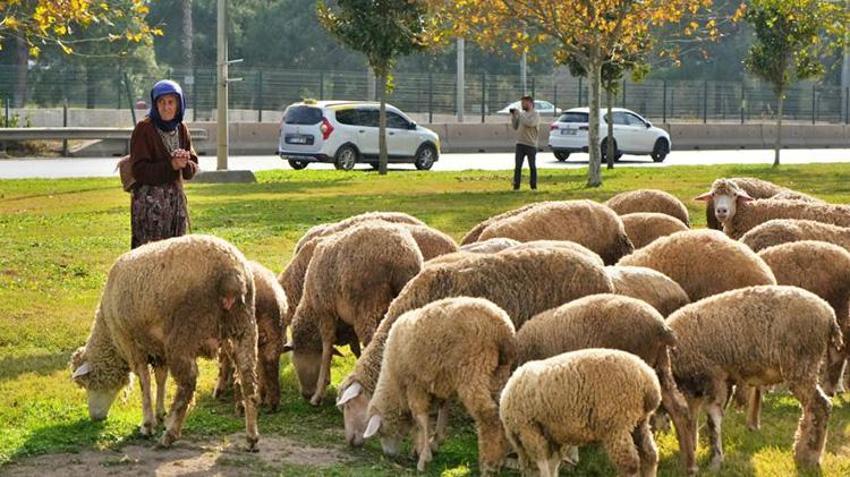Antalyalı Çift mera alanı olmadığı için hayvanlarını şehir merkezinde otlatıyorlar
