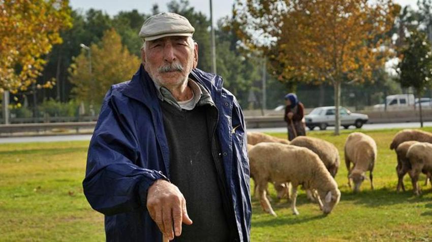 Antalyalı Çift mera alanı olmadığı için hayvanlarını şehir merkezinde otlatıyorlar