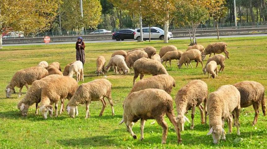 Antalyalı Çift mera alanı olmadığı için hayvanlarını şehir merkezinde otlatıyorlar