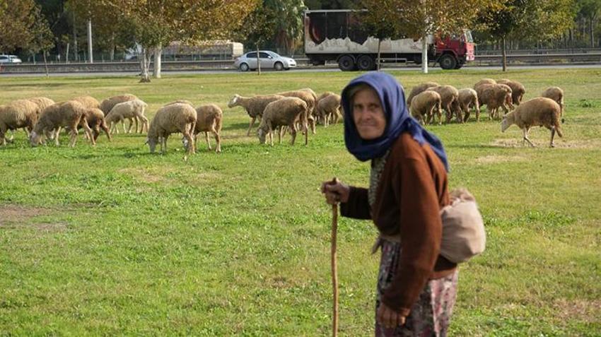 Antalyalı Çift mera alanı olmadığı için hayvanlarını şehir merkezinde otlatıyorlar