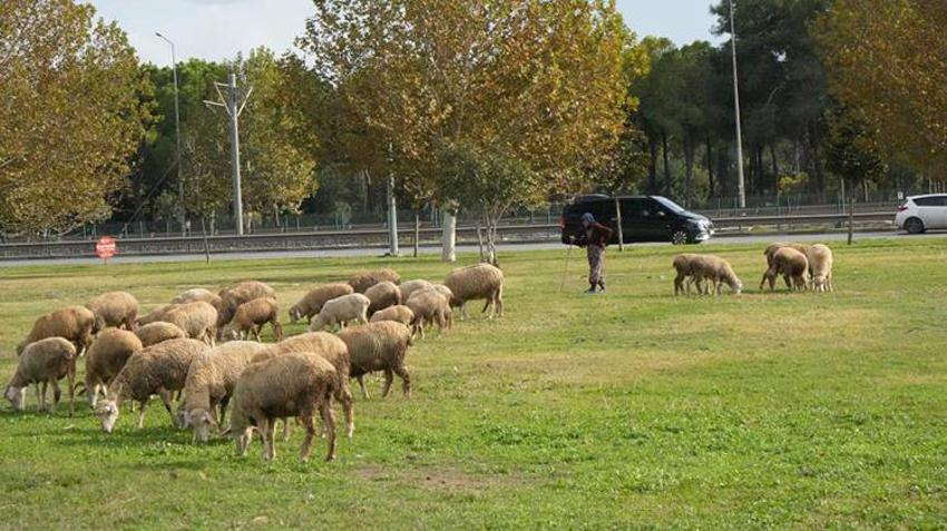 Antalyalı Çift mera alanı olmadığı için hayvanlarını şehir merkezinde otlatıyorlar