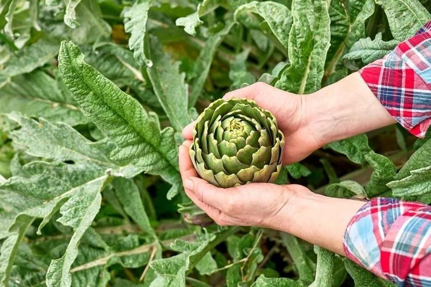 Kış mevsiminde sancı bırakmaz! Tezgahlarda Karaciğer doktoru diye yazılıyor! Magnezyum, fosfor ne ararsan var
