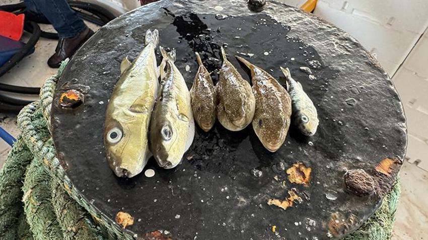 Doğu Akdeniz'de balon balığı avcılığı yayınlaşıyor! Adana'da destek ödemeleri artıyor