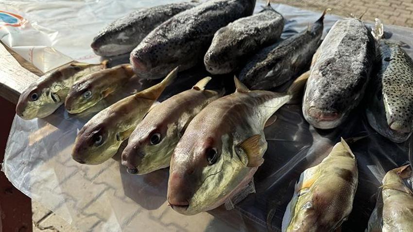 Doğu Akdeniz'de balon balığı avcılığı yayınlaşıyor! Adana'da destek ödemeleri artıyor