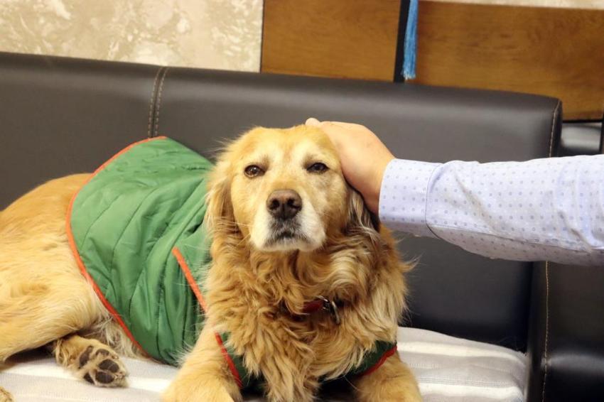 6 yıl önce öğrencilerin peşine takılan 'Fındık' okulun maskotu oldu! Sınıflara giriyor, müdür odasında uyuyor!