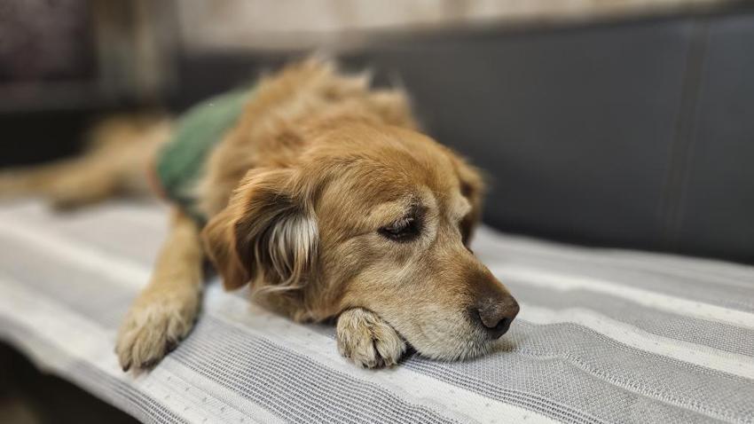 6 yıl önce öğrencilerin peşine takılan 'Fındık' okulun maskotu oldu! Sınıflara giriyor, müdür odasında uyuyor!