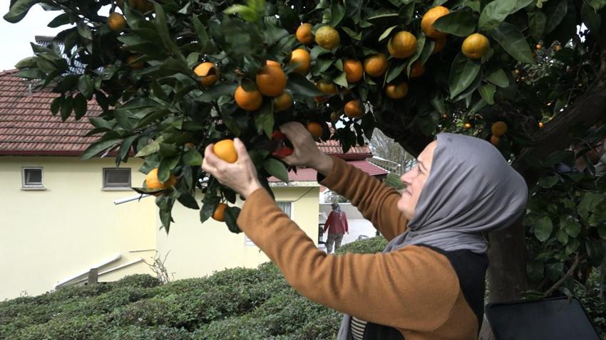 Rize'de kemençe eşliğinde mandalina hasadı