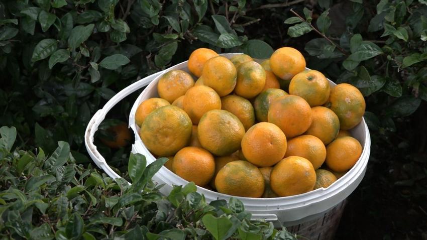 Rize'de kemençe eşliğinde mandalina hasadı