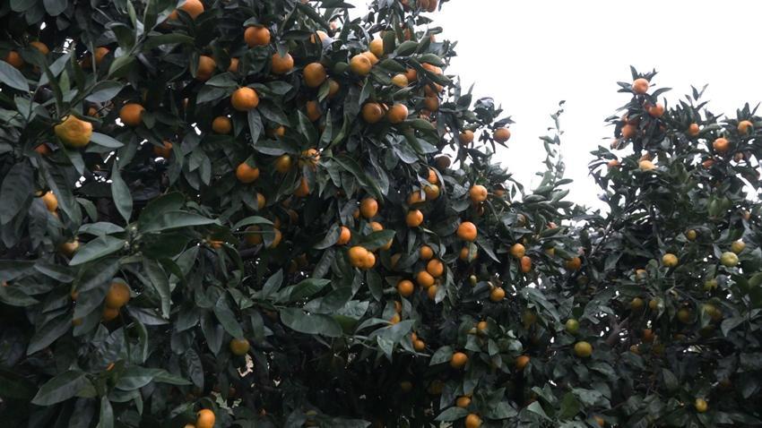Rize'de kemençe eşliğinde mandalina hasadı