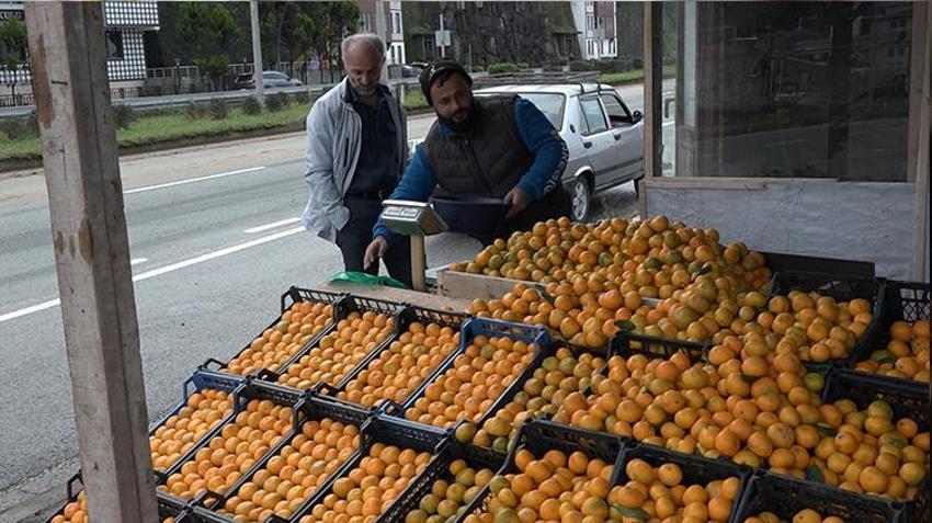 Rize'de kemençe eşliğinde mandalina hasadı