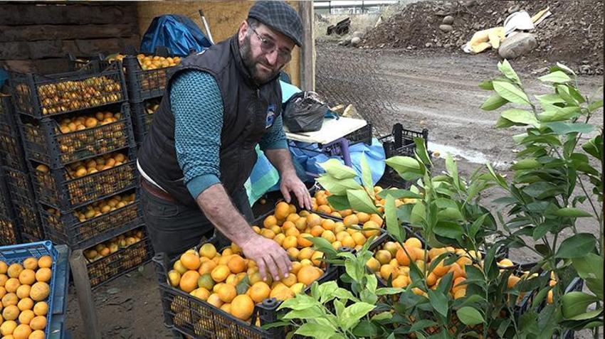 Rize'de kemençe eşliğinde mandalina hasadı