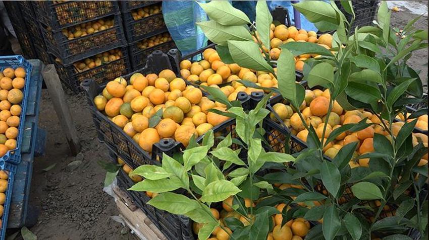 Rize'de kemençe eşliğinde mandalina hasadı