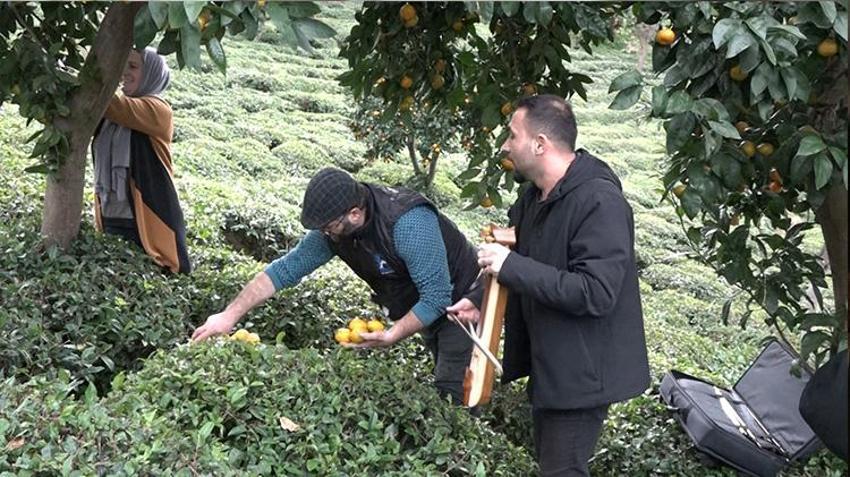 Rize'de kemençe eşliğinde mandalina hasadı