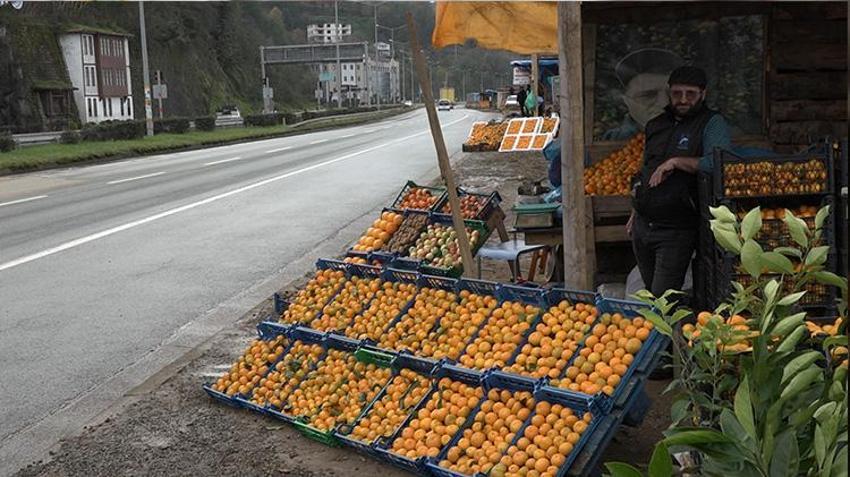 Rize'de kemençe eşliğinde mandalina hasadı