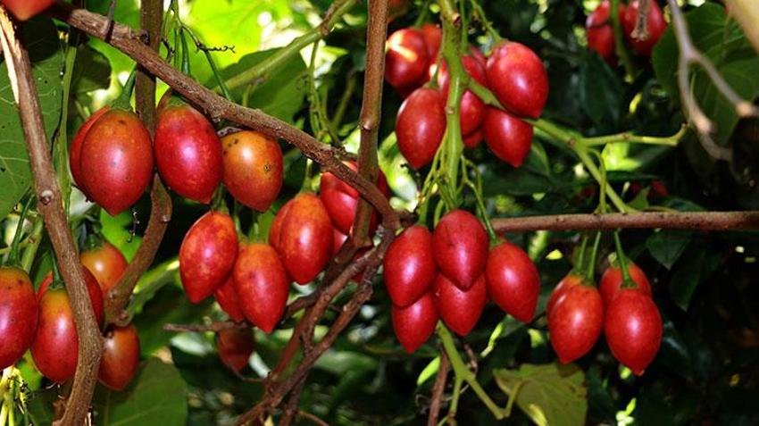 Güney Amerikalı ‘Tamarillo' Rize'de ‘Ağaç domatesi' olarak nam saldı