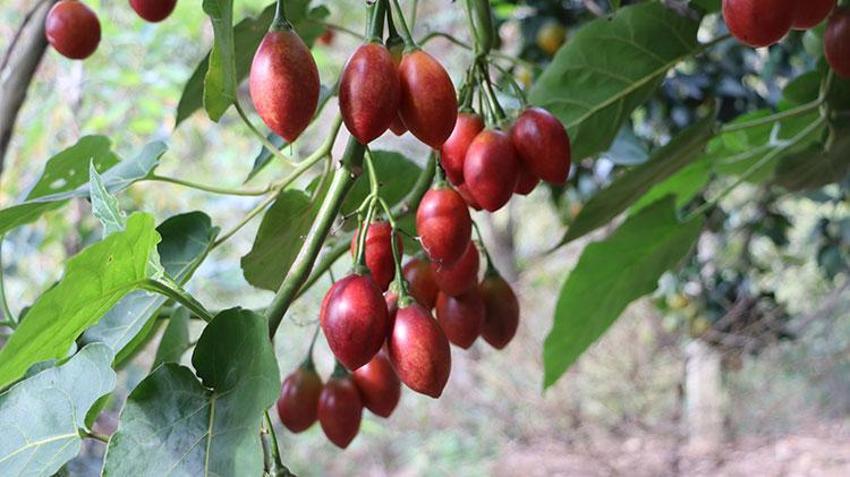 Güney Amerikalı ‘Tamarillo' Rize'de ‘Ağaç domatesi' olarak nam saldı