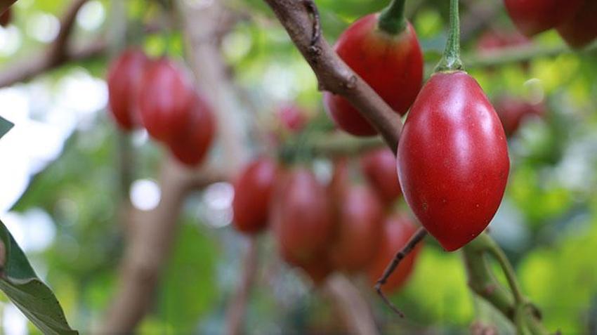 Güney Amerikalı ‘Tamarillo' Rize'de ‘Ağaç domatesi' olarak nam saldı