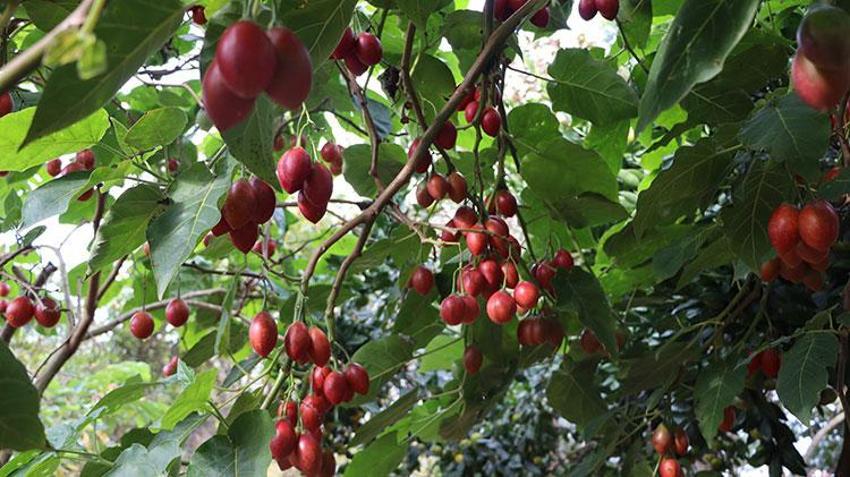 Güney Amerikalı ‘Tamarillo' Rize'de ‘Ağaç domatesi' olarak nam saldı