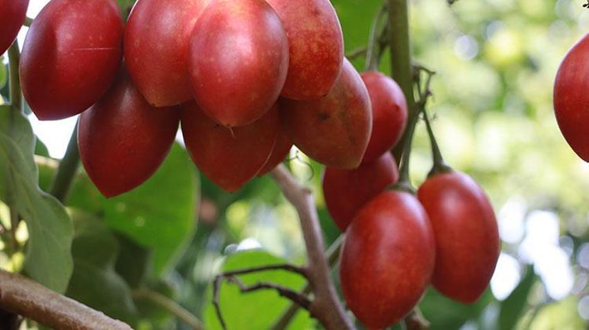 Güney Amerikalı ‘Tamarillo' Rize'de ‘Ağaç domatesi' olarak nam saldı