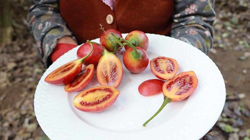 Güney Amerikalı ‘Tamarillo' Rize'de ‘Ağaç domatesi' olarak nam saldı