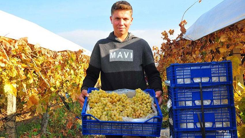 Aralık ayında üzüm hasadı! Ağustos'ta 25'di şimdi 60 liradan satışta, üreticinin yüzü gülüyor