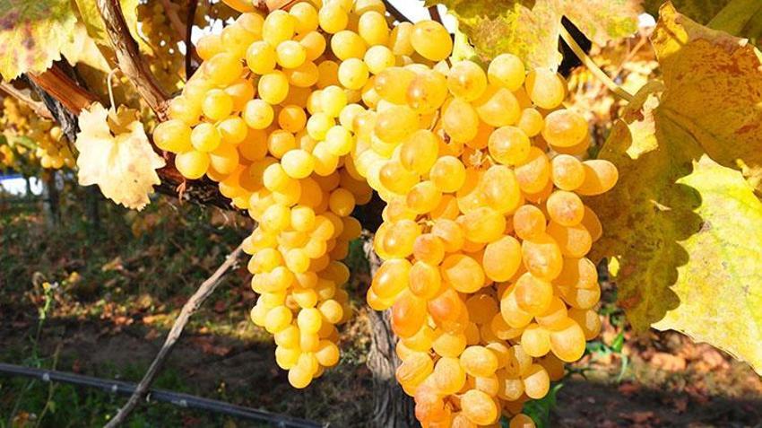 Aralık ayında üzüm hasadı! Ağustos'ta 25'di şimdi 60 liradan satışta, üreticinin yüzü gülüyor