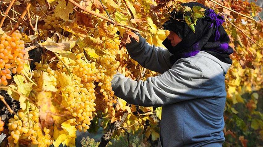 Aralık ayında üzüm hasadı! Ağustos'ta 25'di şimdi 60 liradan satışta, üreticinin yüzü gülüyor