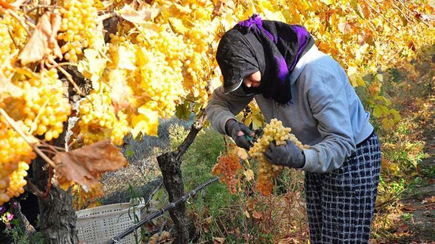 Aralık ayında üzüm hasadı! Ağustos'ta 25'di şimdi 60 liradan satışta, üreticinin yüzü gülüyor