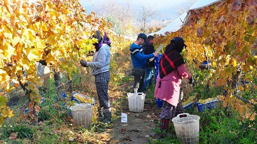 Aralık ayında üzüm hasadı! Ağustos'ta 25'di şimdi 60 liradan satışta, üreticinin yüzü gülüyor