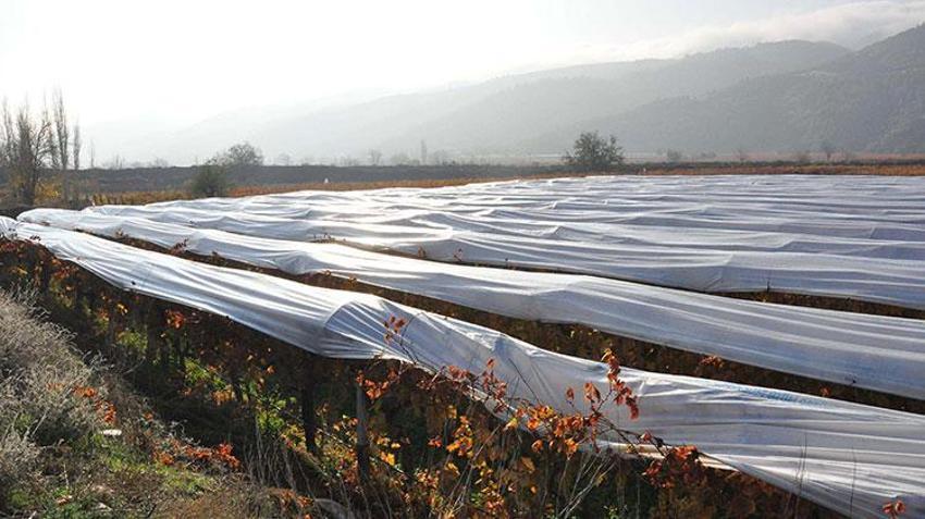 Aralık ayında üzüm hasadı! Ağustos'ta 25'di şimdi 60 liradan satışta, üreticinin yüzü gülüyor