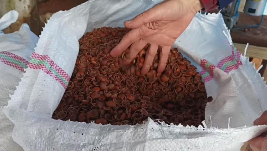 Giresun'da odun yerine kullanılıyor! Fiyat iyice düştü