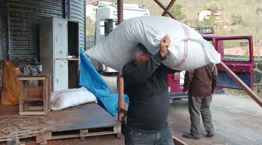 Giresun'da odun yerine kullanılıyor! Fiyat iyice düştü
