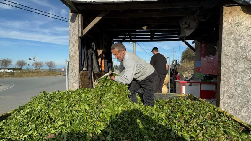 Rize'de kış geldi çay sezonu bitmedi! Mevsim değişikliği nedeniyle çayda 4. sürgün başladı, üreticiler memnun