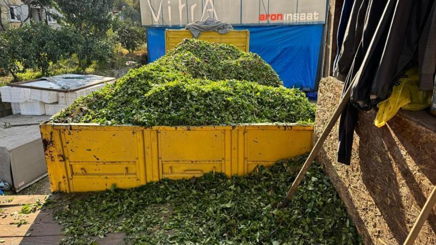 Rize'de kış geldi çay sezonu bitmedi! Mevsim değişikliği nedeniyle çayda 4. sürgün başladı, üreticiler memnun