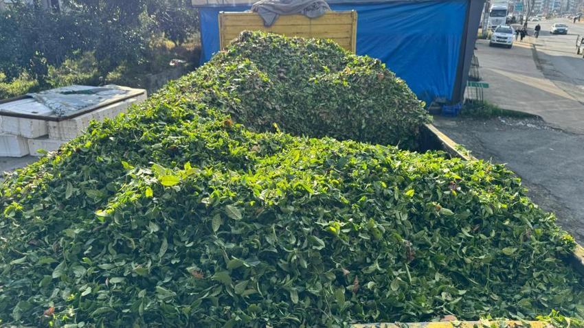 Rize'de kış geldi çay sezonu bitmedi! Mevsim değişikliği nedeniyle çayda 4. sürgün başladı, üreticiler memnun