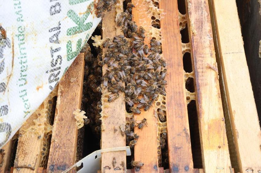 Kışın erken gelmesi arıcıların yüzünü güldürdü! Arılar 5 yıl sonra ilk defa kış uykusuna yattı