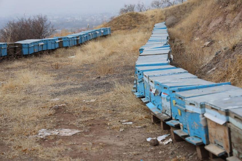 Kışın erken gelmesi arıcıların yüzünü güldürdü! Arılar 5 yıl sonra ilk defa kış uykusuna yattı