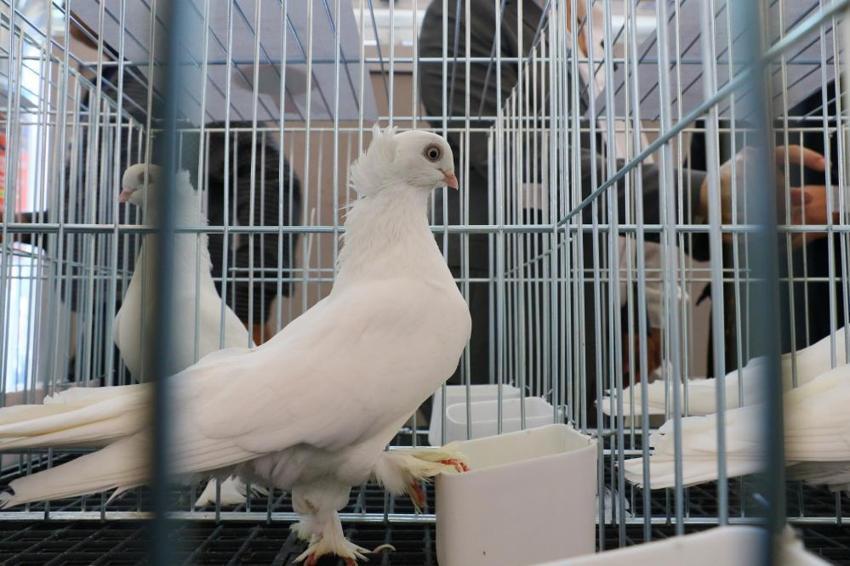  Araba değerindeki güvercinler Antalya’da kıyasıya yarıştı