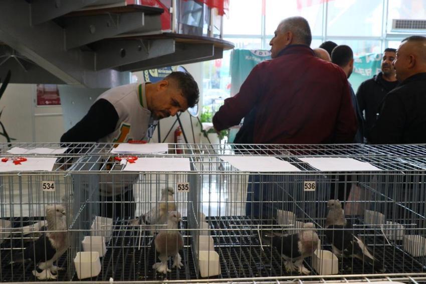  Araba değerindeki güvercinler Antalya’da kıyasıya yarıştı