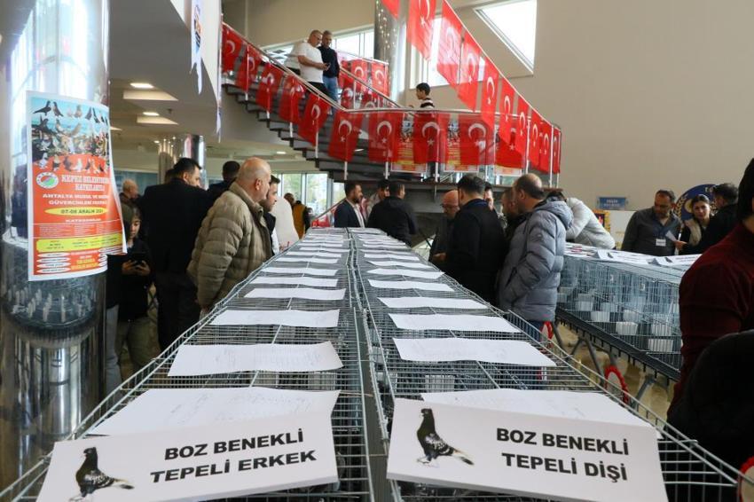  Araba değerindeki güvercinler Antalya’da kıyasıya yarıştı