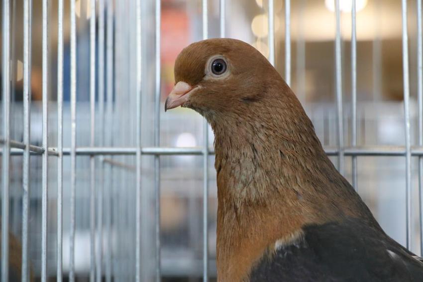  Araba değerindeki güvercinler Antalya’da kıyasıya yarıştı