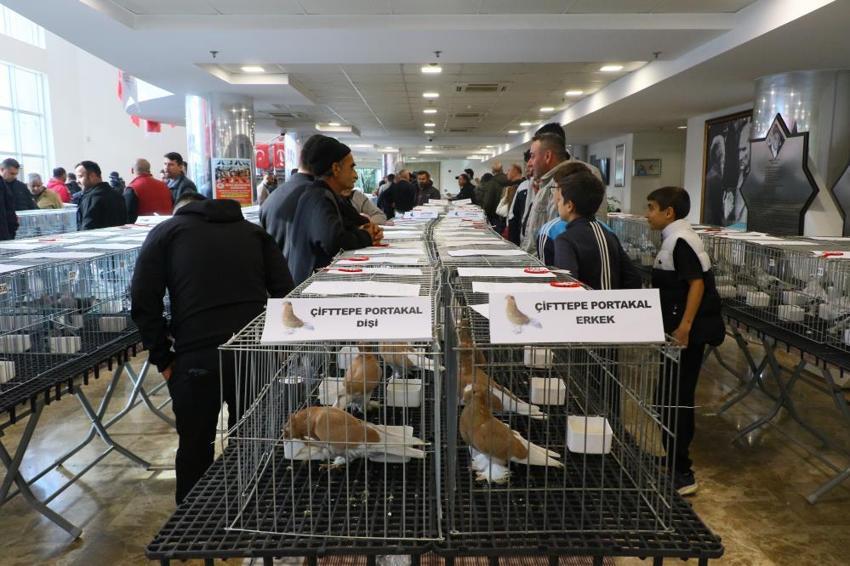  Araba değerindeki güvercinler Antalya’da kıyasıya yarıştı