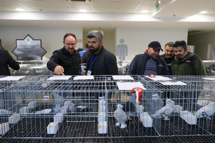  Araba değerindeki güvercinler Antalya’da kıyasıya yarıştı