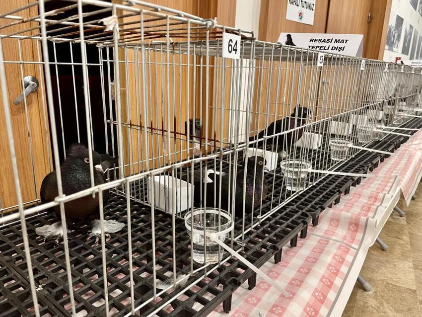  Araba değerindeki güvercinler Antalya’da kıyasıya yarıştı