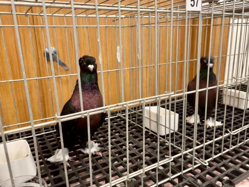  Araba değerindeki güvercinler Antalya’da kıyasıya yarıştı